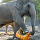 Participating elephant smashing some squash.